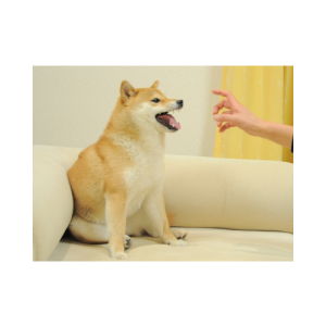 Feisty Doge NFT (NFD)