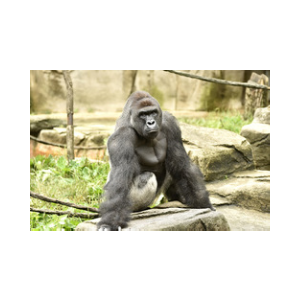 Harambe (THEHARAMBE)
