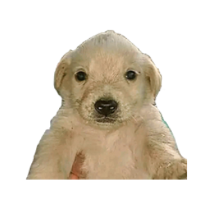 Perro Dinero (JOTCHUA)