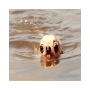 doginwotah (WATER)