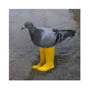 Pigeon In Yellow Boots (PIGEON)