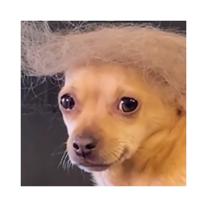 dogald trump (DOGALD)