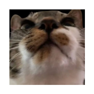 CHUCHU (CHUCHU)