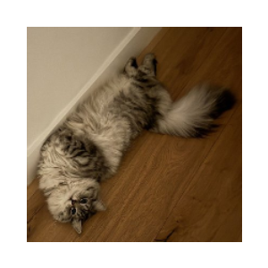 Toly's Cat (TOLYCAT)