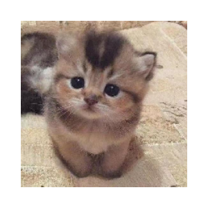 ELON’S CAT (CATME)