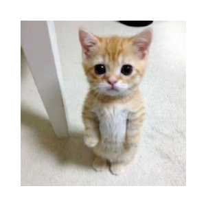el gato (ELGATO)