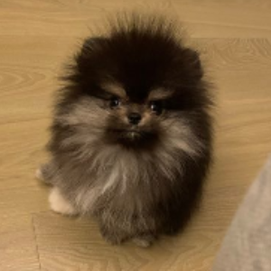 Bobaoppa (BOBAOPPA)