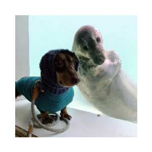 dogwifseal (DOGWIFSEAL)