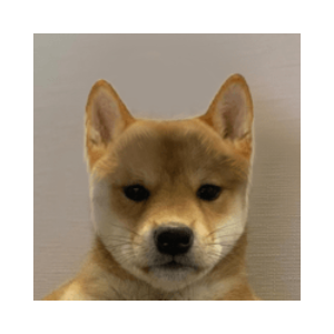 DogWifNoHat (NOHAT)