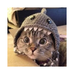 Shark Cat (SHARKC)