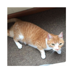 Waffles Davincij15's Cat (WAFFLES)
