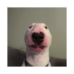 walter (WALTER)