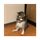 MOEW