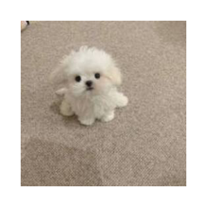 bicho (BICHO)