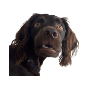 BUDDY (BUDDY)