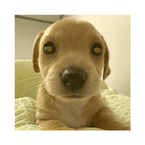 BILLY (BILLYBSC)