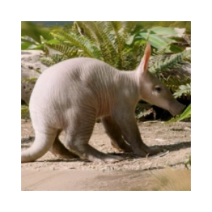 Baby Aardvark (AARDY)
