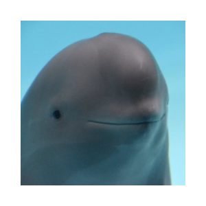 Smiling Dolphin (MIHARU)