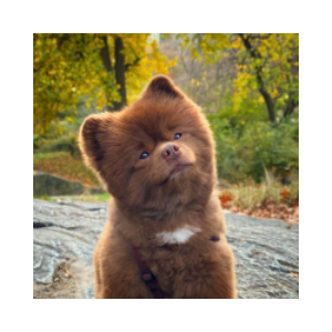 Bertram The Pomeranian (BERT)