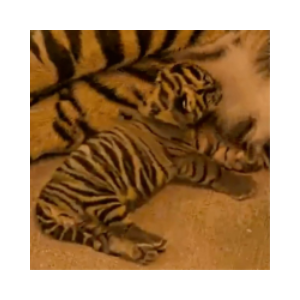 Disney Sumatran Tiger (BAKSO)