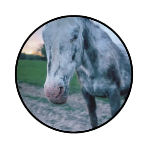 Cheyenne (CHEYENNE)