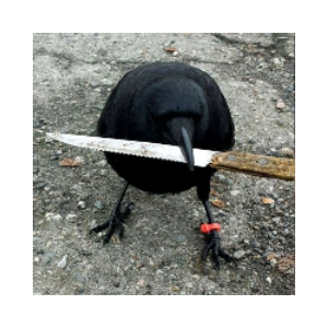 crow with knife (CROWWITH)