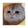 TAOCAT